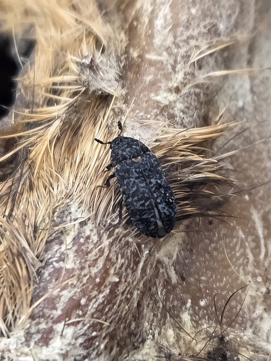 stuartjread's tweet photo. A few interesting species from Kiln Farm, Long Melford today;
Horseshoe Ladybird  (Clitostethus arcuatus) beaten from Yew
Ant Woodlouse (Platyarthrus hoffmannseggii) in an ant hill
Plum Woodlouse (Porcellionides pruinosus) in a manure heap
Dermestes murinus from a Muntjac head https://t.co/TLtre56jV3