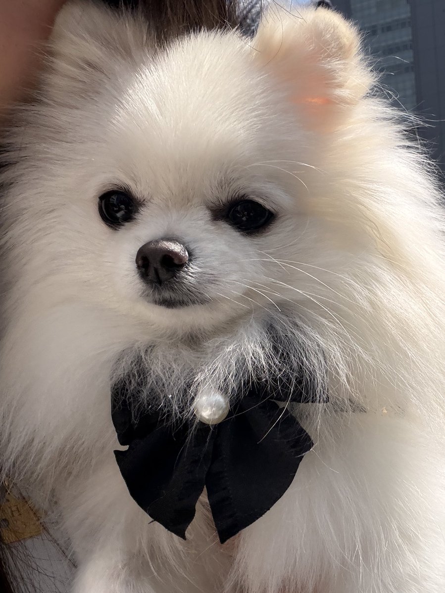 ポメラニアンのえま🐶🍼‎🤍 tweet media