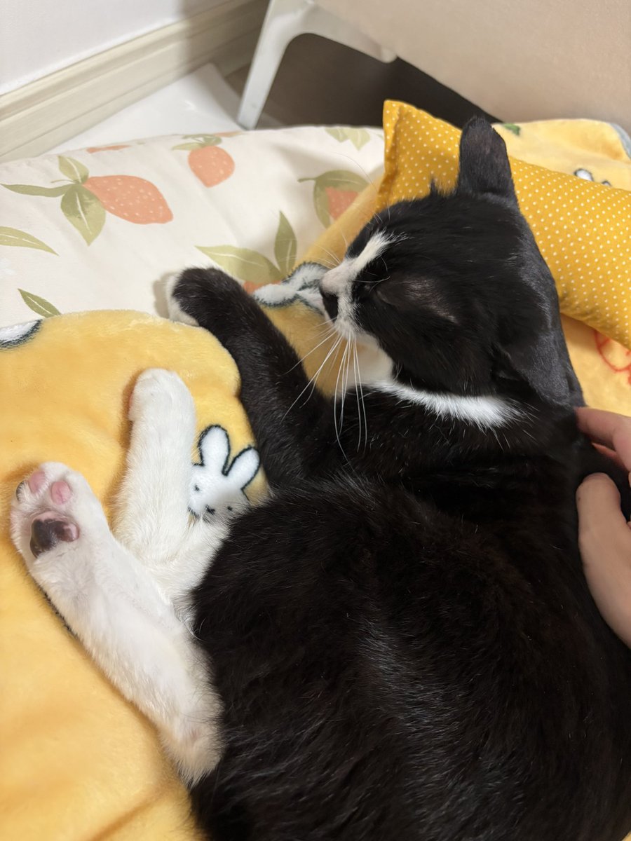 이단풍(12세) tweet media