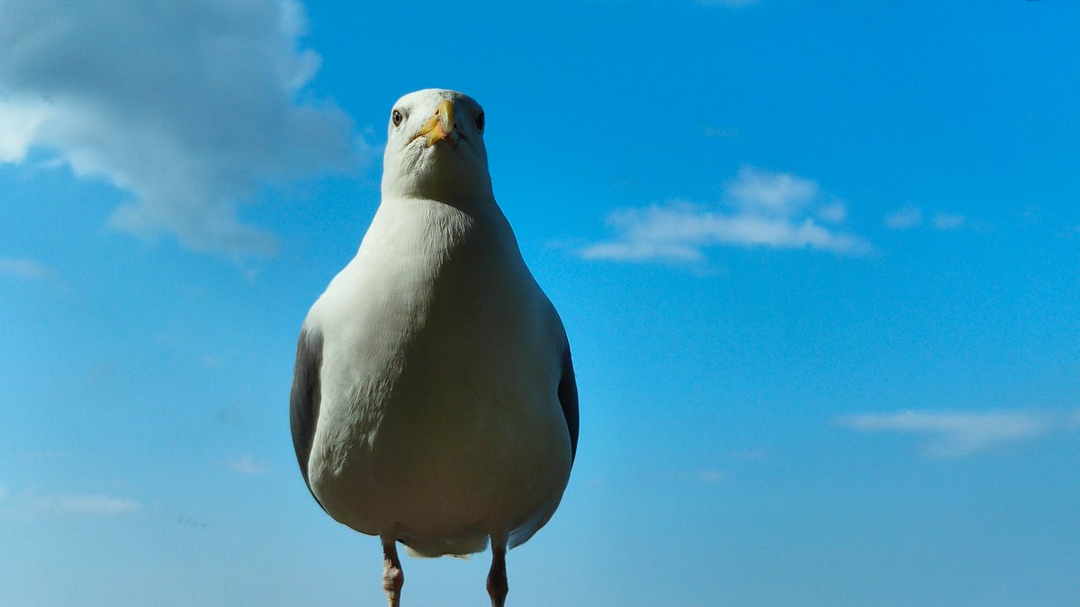 BalticMood's tweet image. "The real boss of Tallinn's waterfront. No comment. 🌿"
#Tallinn #BalticSea #Wildlife