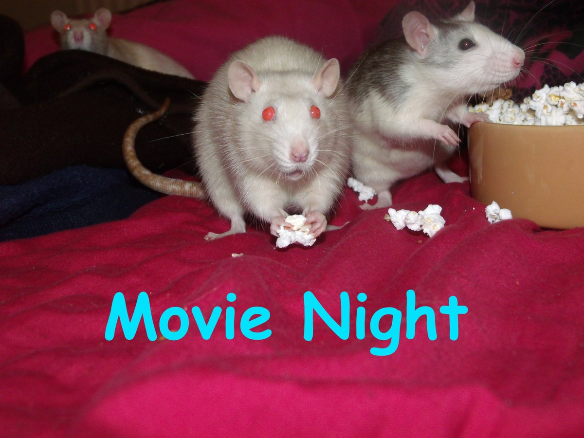 🐀 Enki tweet media