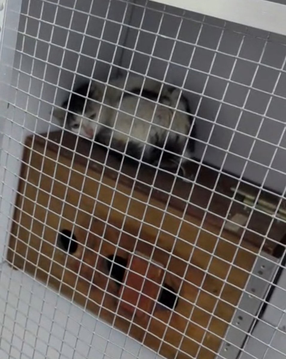 Iris im Chaos tweet media