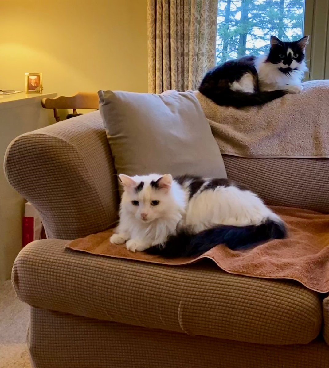 DorotheaCatMiddVT🐈 tweet media