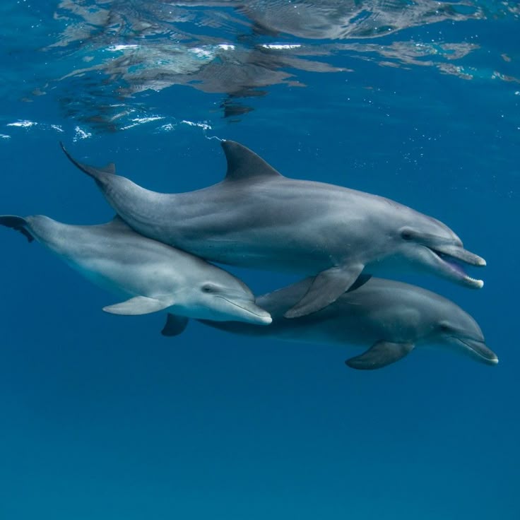 Arcana Oceanis lagi PO | Asta Ebrahim tweet media