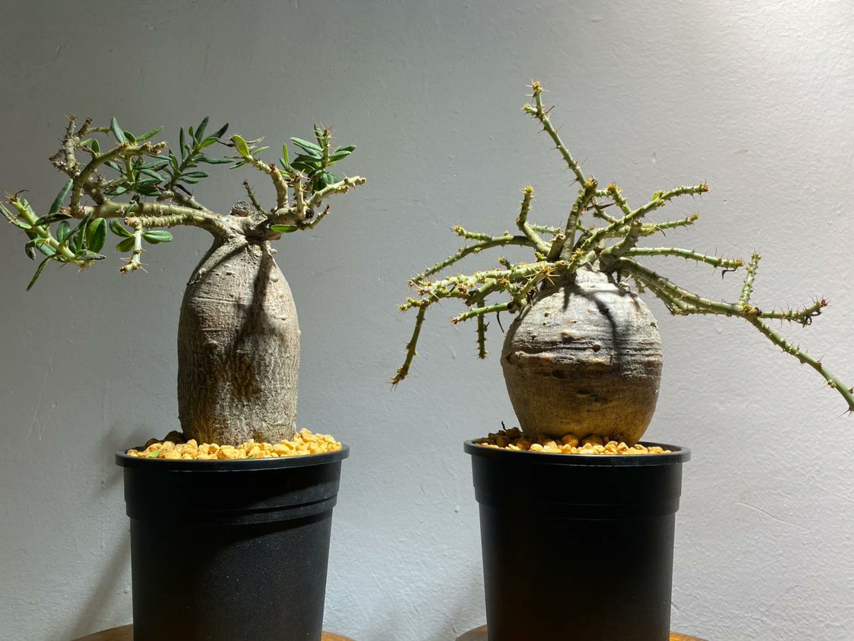 Gina Purnell tweet media