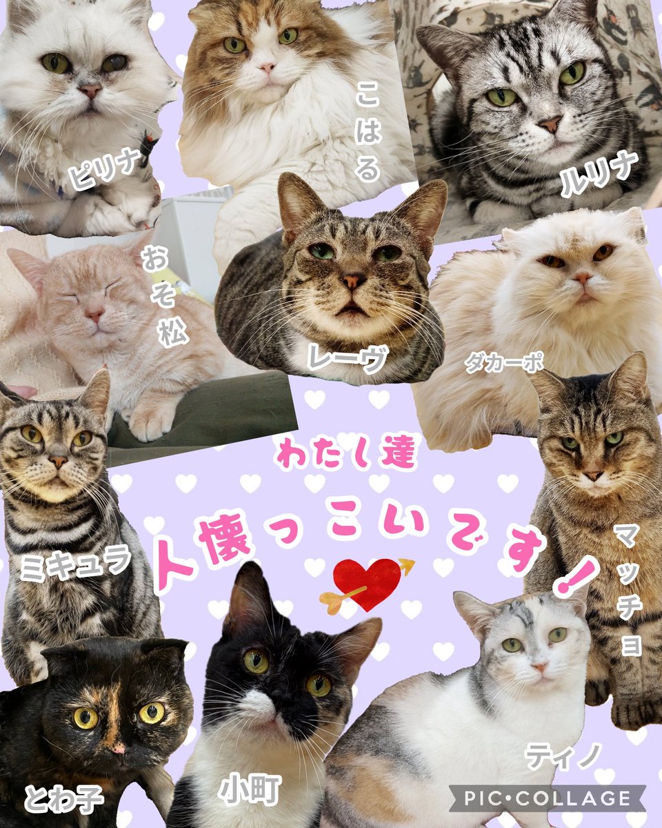 保護猫カフェ鶴橋店【２階】（元・保護猫カフェマンチカン） tweet media