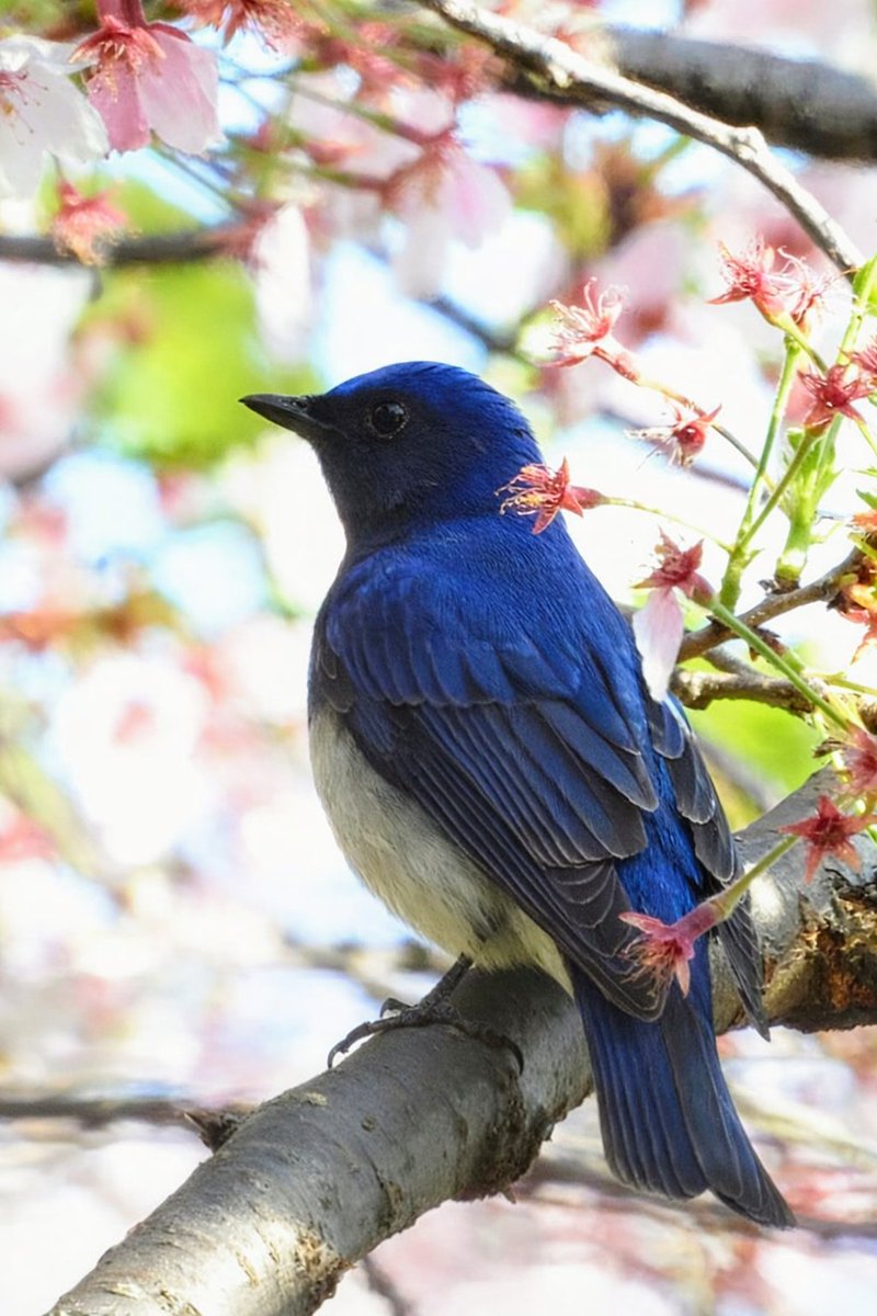 鳥見人🐦 tweet media