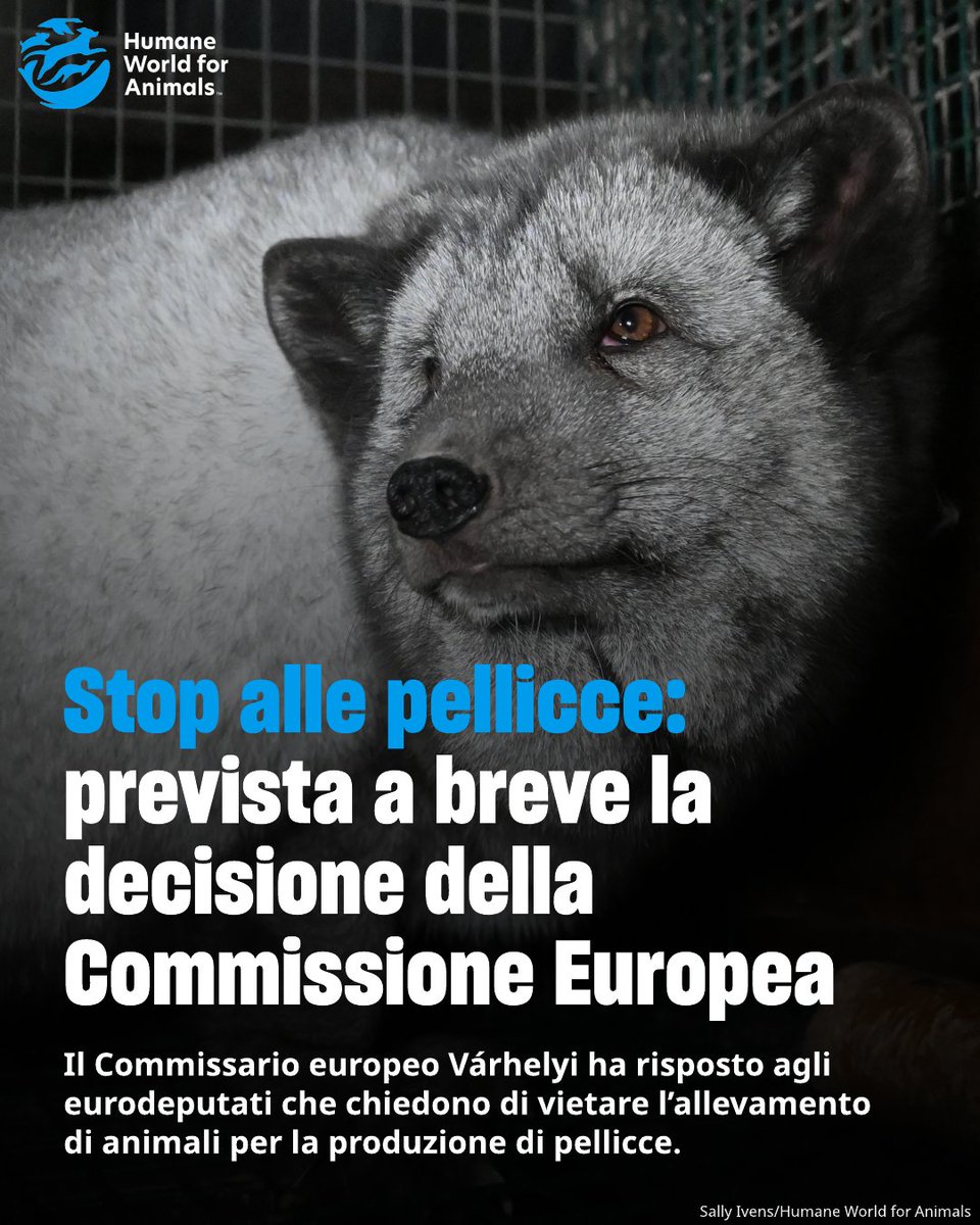 humaneworldita's tweet photo. Il Commissario Várhelyi ha risposto a 53 eurodeputati (tra cui @Guarda_Cristina, @CarolinaMorace_official, @brandobenifei): la richiesta di un’Europa #FurFree sarà valutata entro aprile 2026. Auspichiamo che l'UE scelga di vietare per sempre allevamenti e vendita di pellicce. https://t.co/PBajTGtkr3