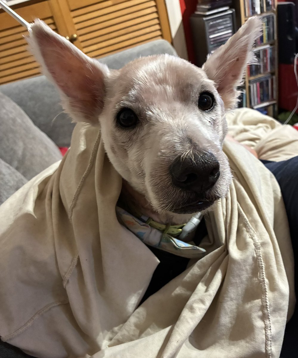 Neale and Fergus the Westie!! tweet media