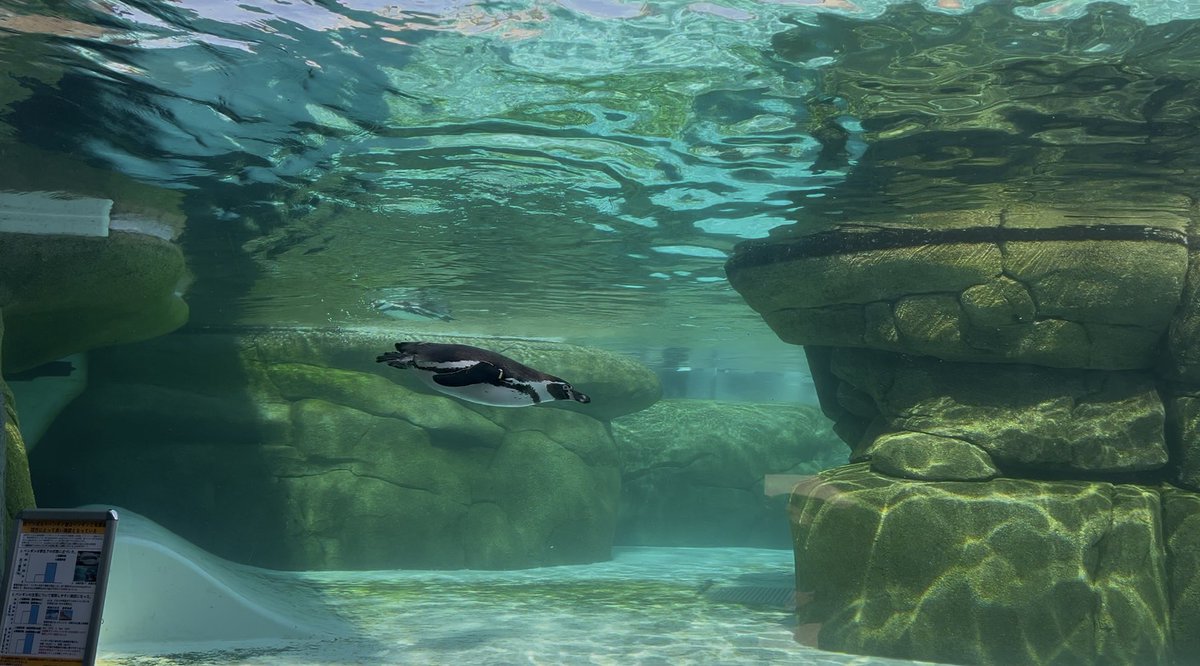 ことり tweet media