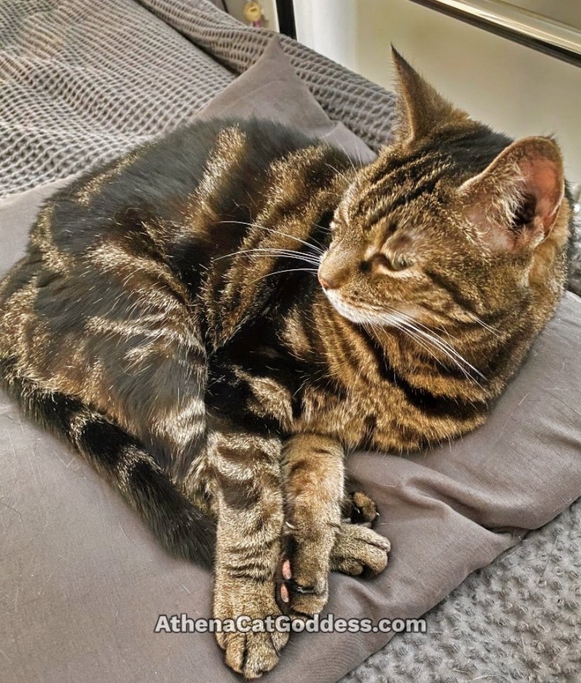 AthenaWiseKitty tweet media