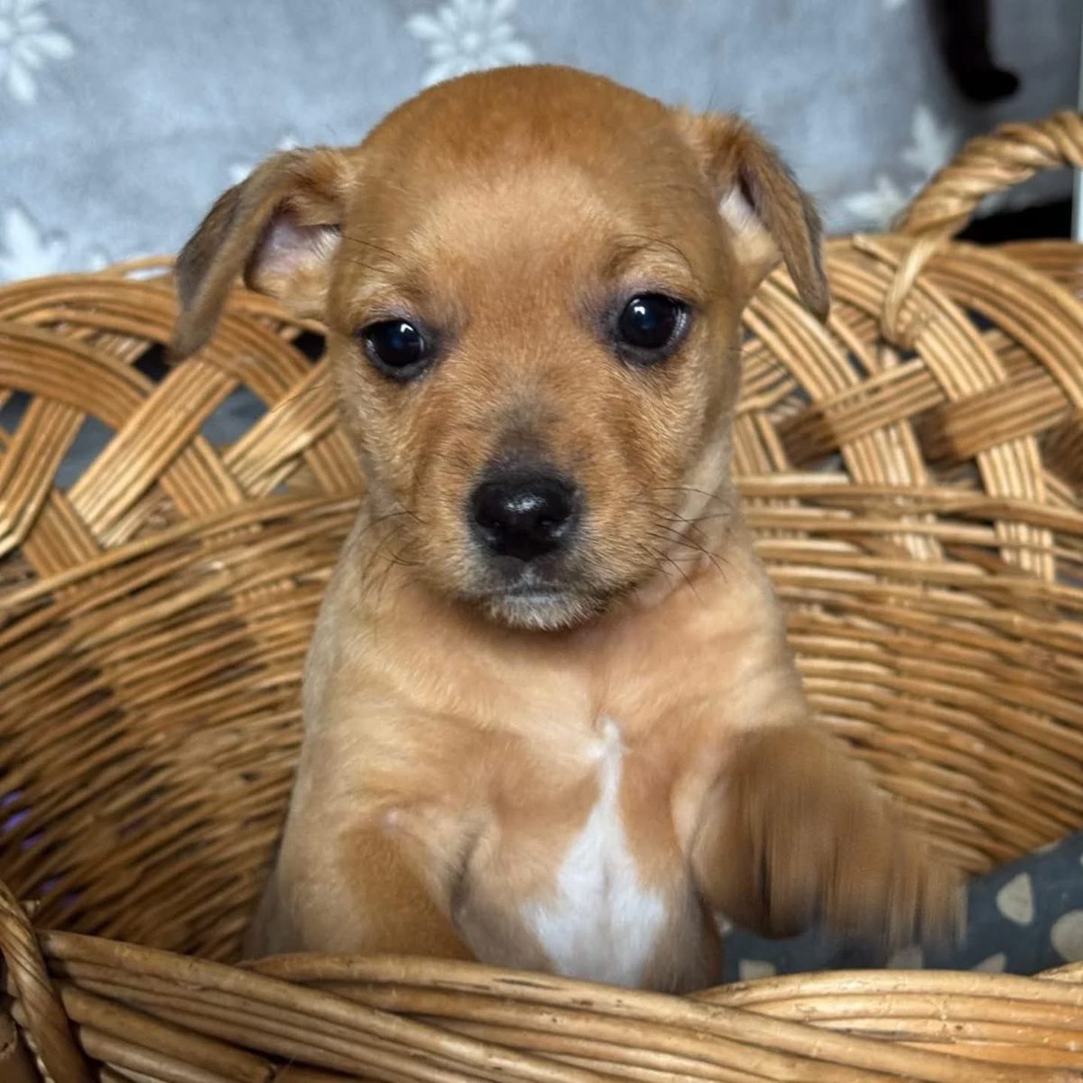 Oni su bili bačeni.
Ne izgubljeni. Ne zalutali.
Bačeni da umru.

Tri mala života ostavljena u njivi.
A danas?

Danas su zdravi,veseli,razigrani. I ponovo da veruju ljudima. Naše mačke su ih čuvale,grejale i učile nežnosti-jer neko je morao da im pokaže da svet nije samo surov.⬇️