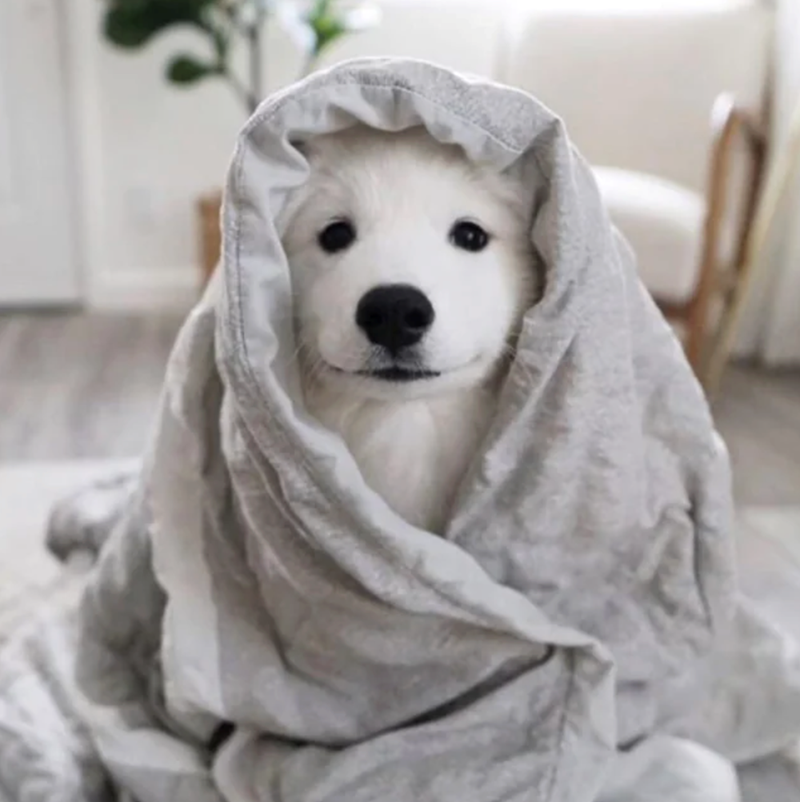 probudite me kad splasnu granične gužvetine

(disclaimer: pas nije moj već je samo ilustracija indoor raspoloženja)