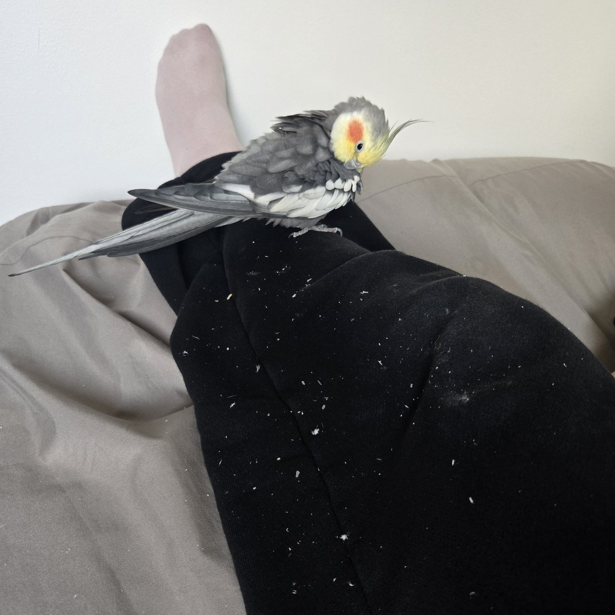 しらとり𓅫 tweet media