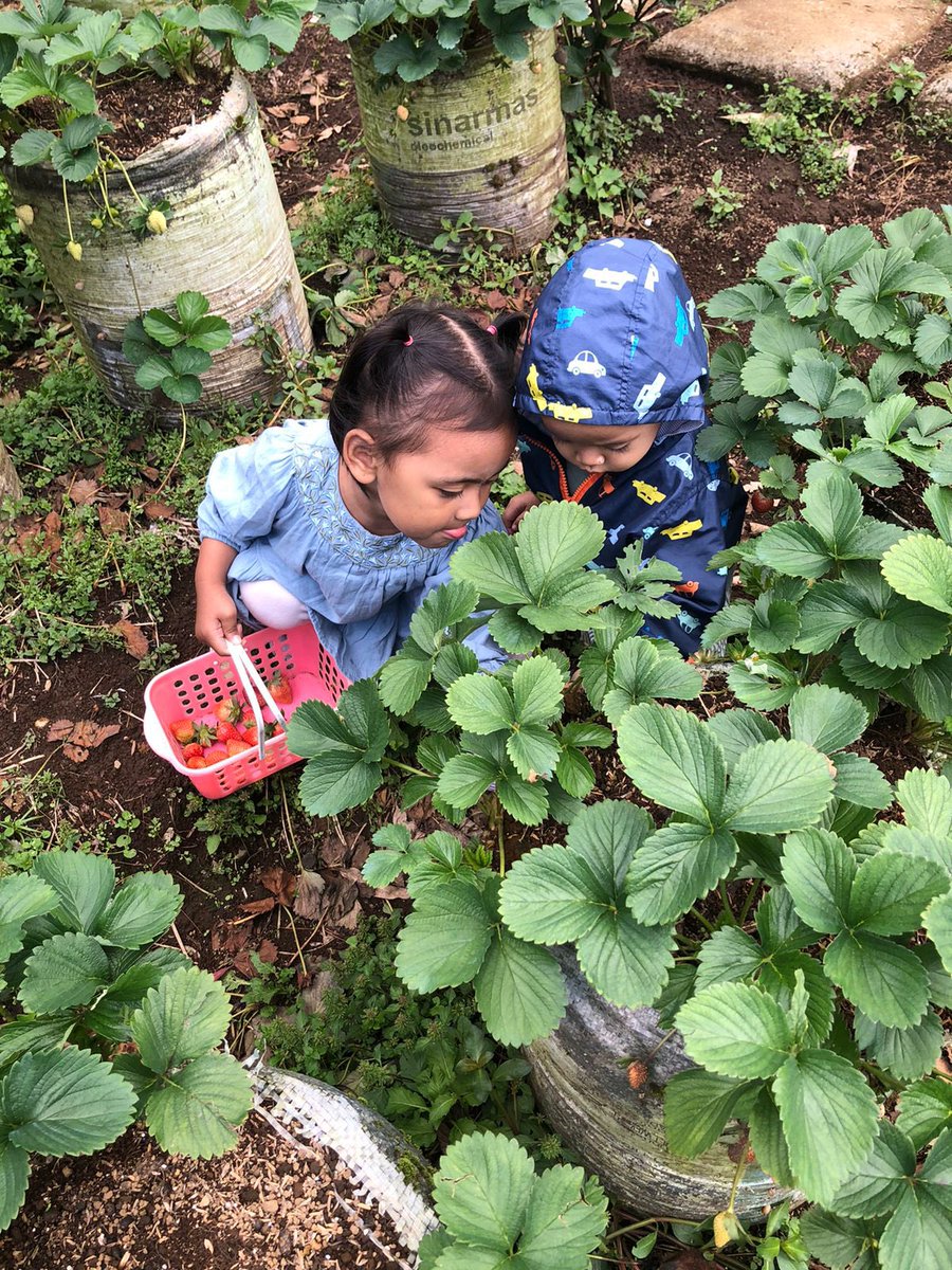 Alhamdulillah cuaca mendukung buat nyenengin anak istri, petik strawberry🍓