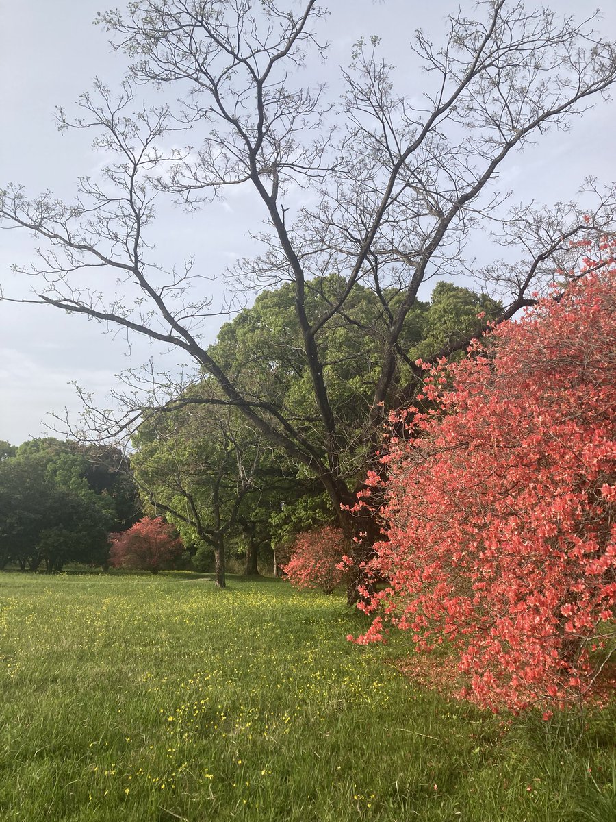 侘助（わびすけ） tweet media