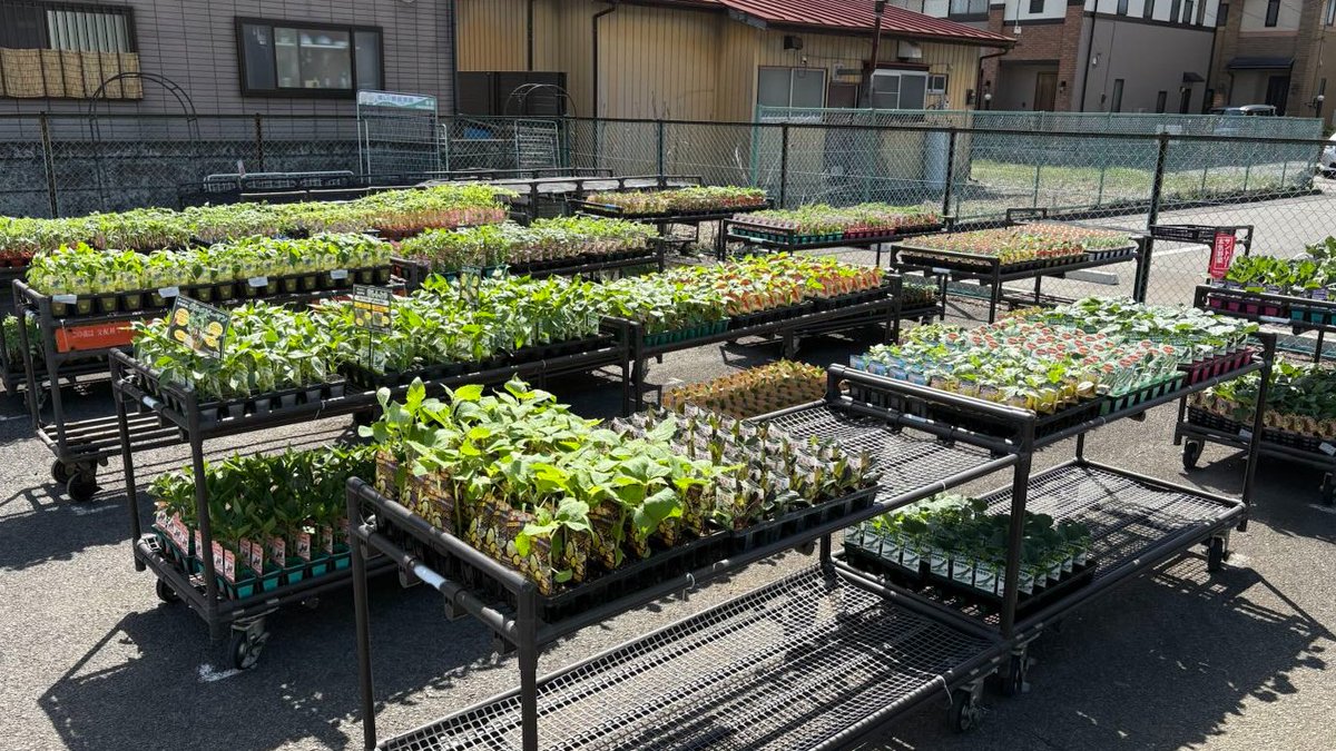 nikkoseed's tweet photo. 今日、野菜苗が入荷しました！
ハルディンさん、エムソン企画さん、カネコ種苗さん、トキタ種苗さん、サントリーさん、カゴメさん、デルモンテさんなど多くの苗を取り揃えています🙆‍♂️
⚠️店舗販売はしておりません。ご注文はオンラインショップからお願いいたします。
https://t.co/st4LBcBcbw
#家庭菜園 https://t.co/hrHTTe53qy