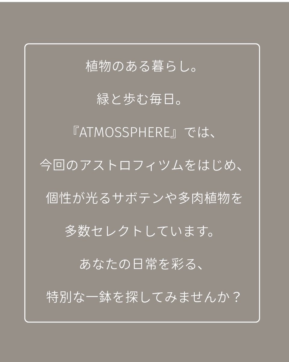 星を意味する、アストロフィツム。
サボテンのくせにトゲがない、すべすべの優等生です。

眺めるほどに愛着がわく、生きた彫刻のような造形美をあなたの日常に。

詳細はコチラ↓
green-interior.atmossphere.shop

#Atmossphere #サボテン #ランポー玉 #アストロフィツム