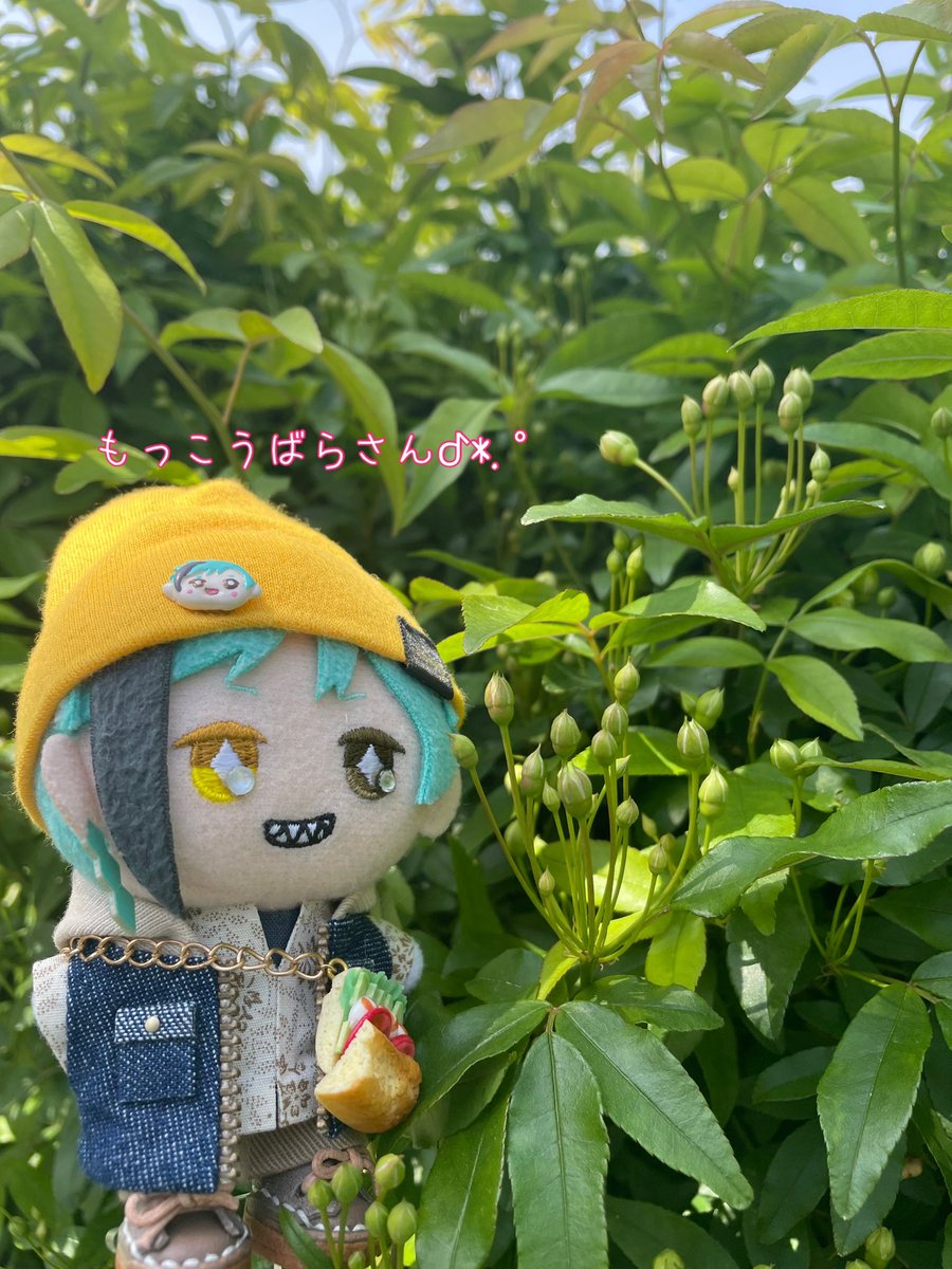 るるた ぬい部 tweet media