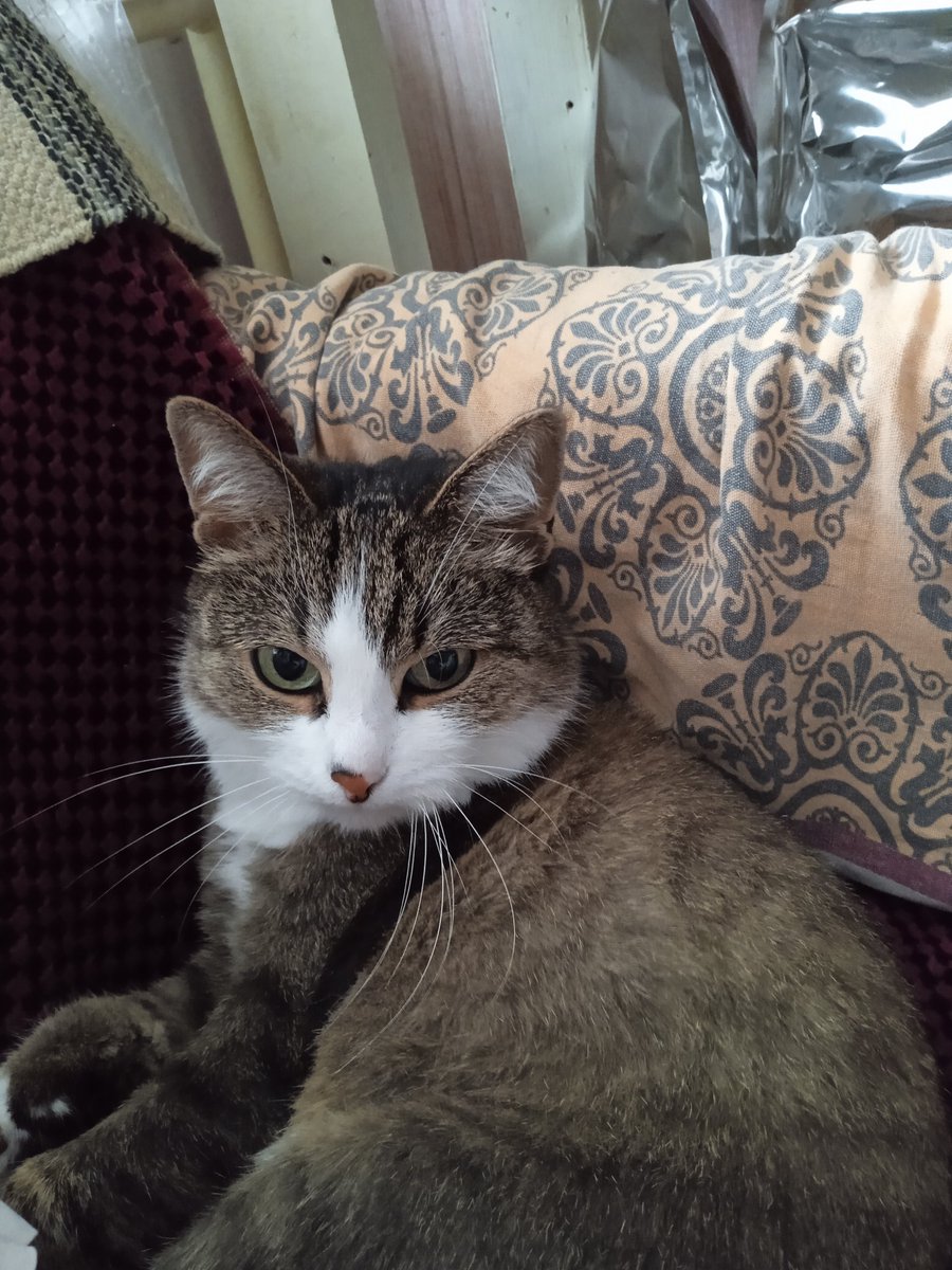 сеня к. tweet media