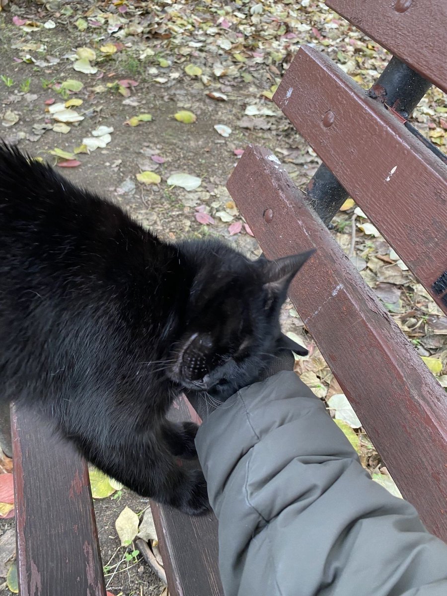 Black cats are not bad luck tweet media