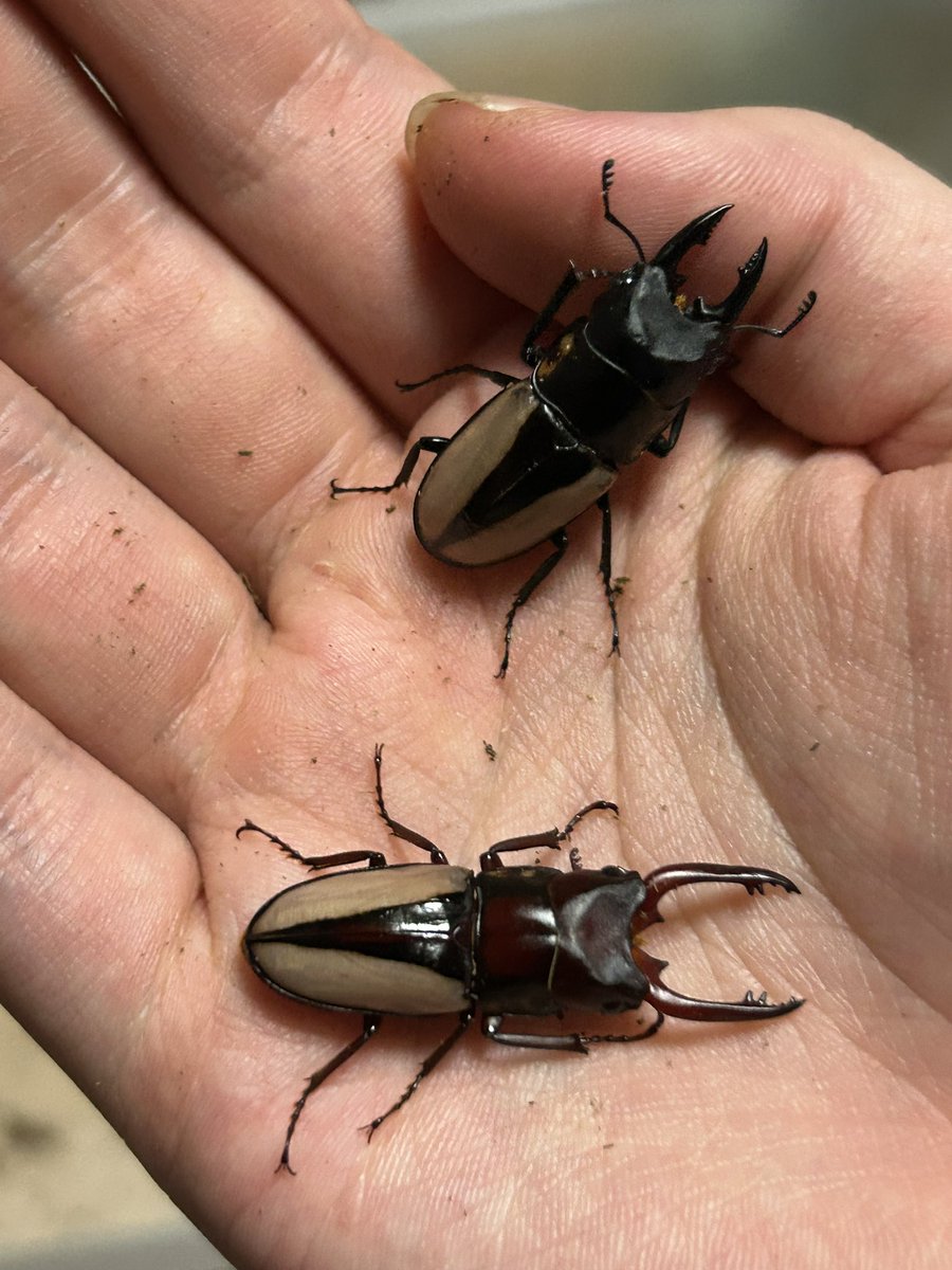 打ち止め tweet media