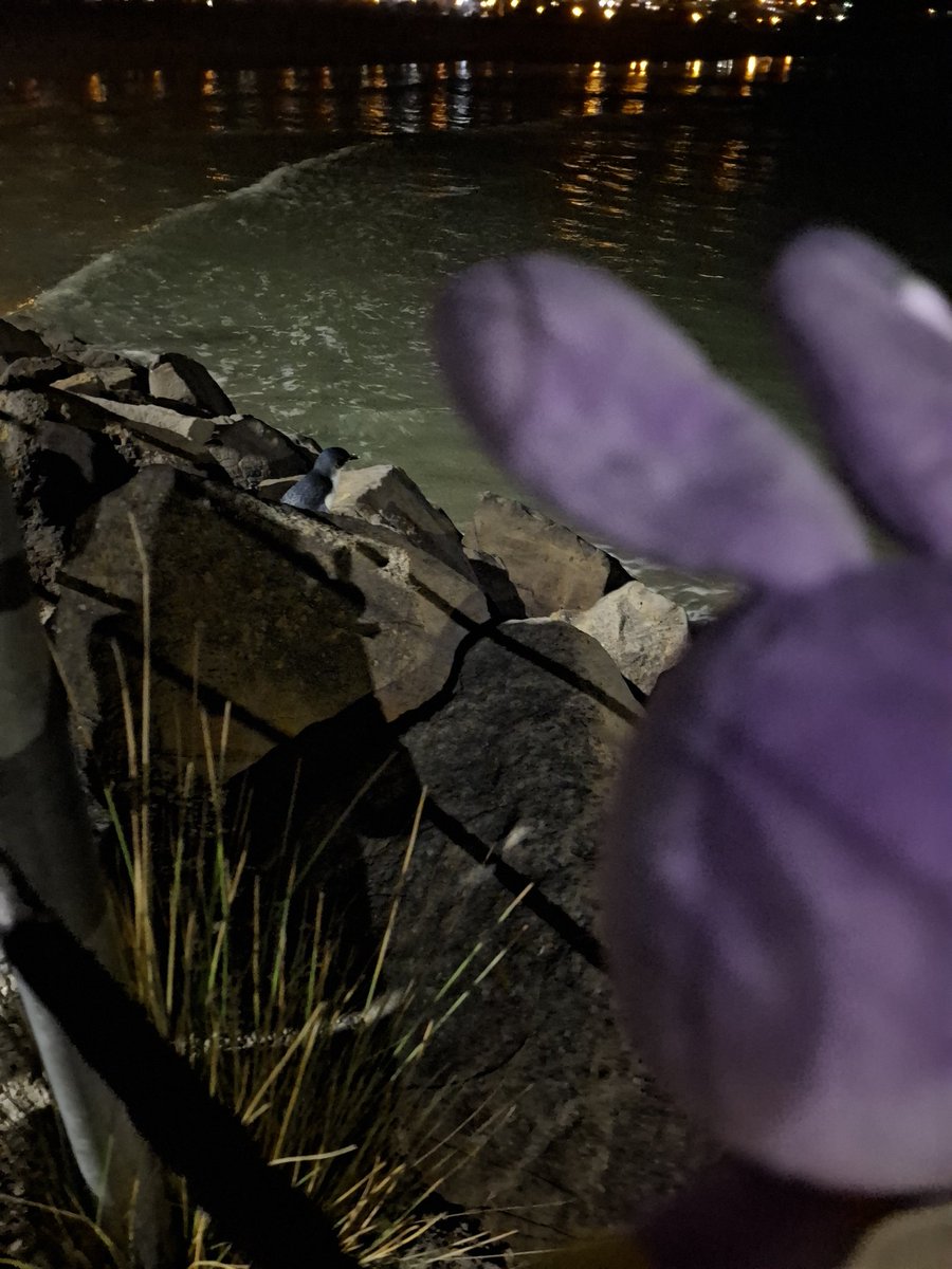 🐟 xai/mars !! | the laurgeneist tweet media