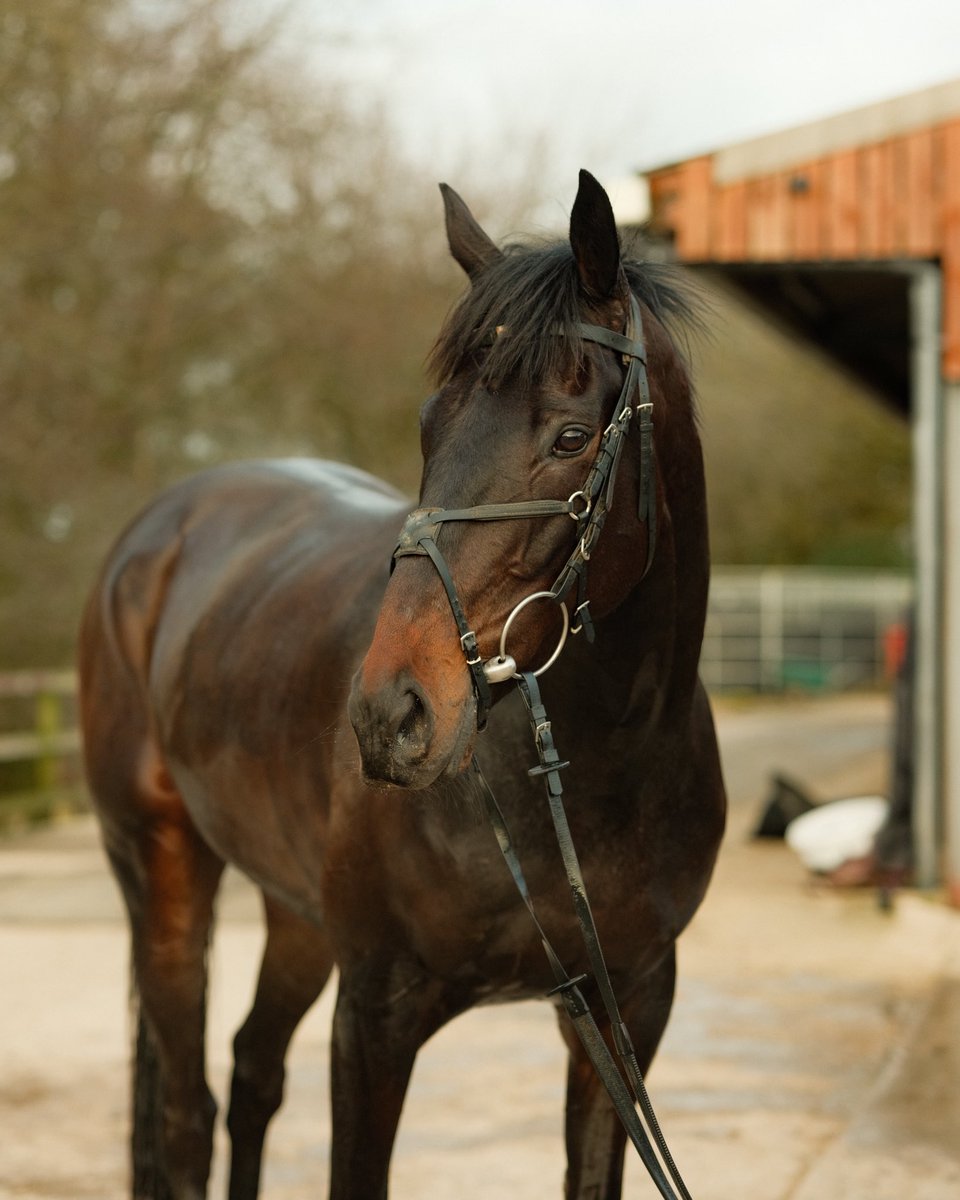 FOBRacing's tweet image. We also run Chicker in the @AintreeRaces bumper this afternoon 

Good luck to all taking part in the National
