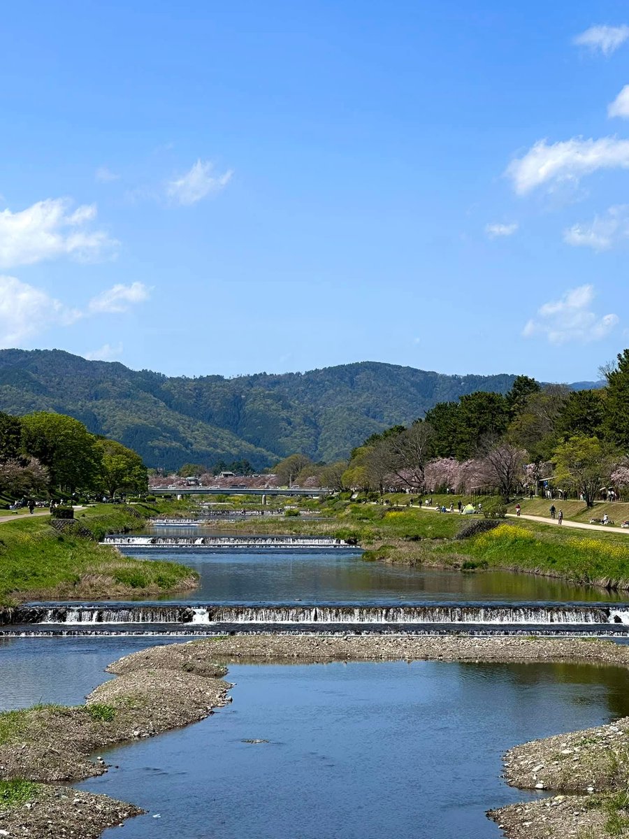 京都の鴨川?桜?がまだ綺麗です?