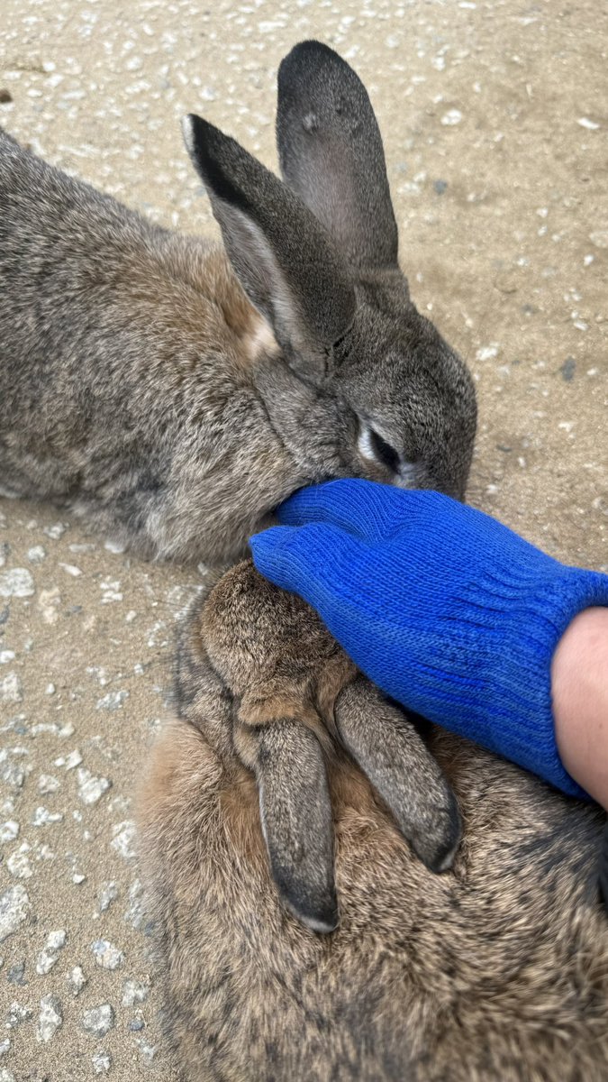 ここあちゃん@日本一周完(折り返し中) tweet media