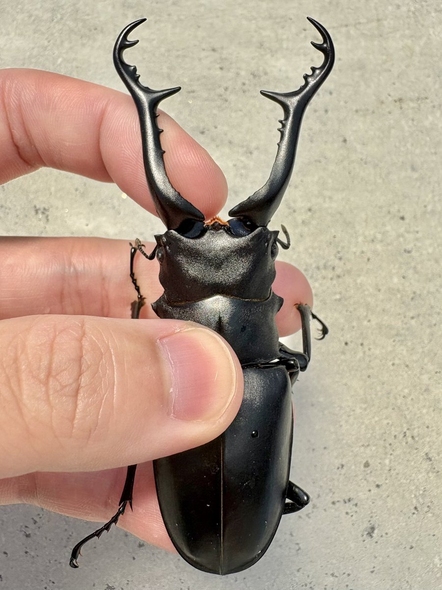 だいすけ tweet media