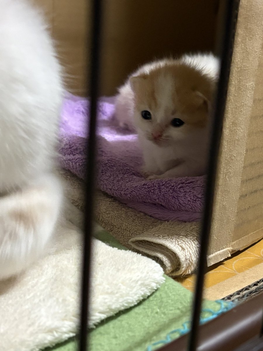 こいもちゃん🐈 tweet media