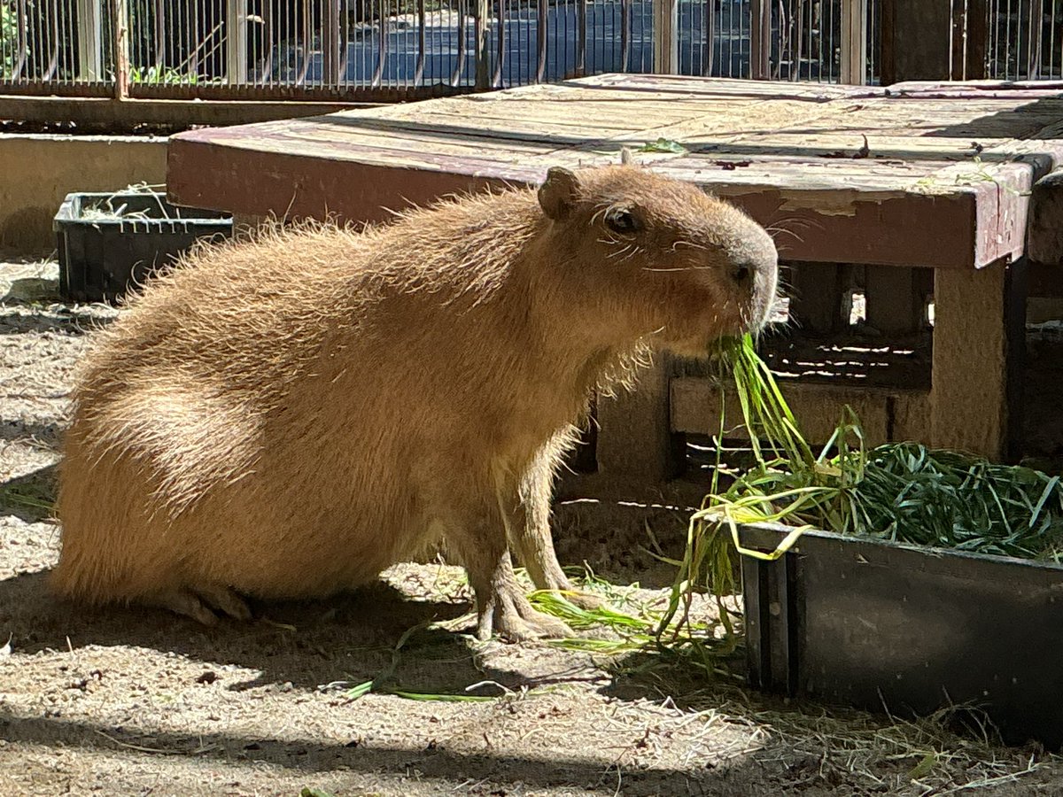 浜松市動物園【公式】 tweet media