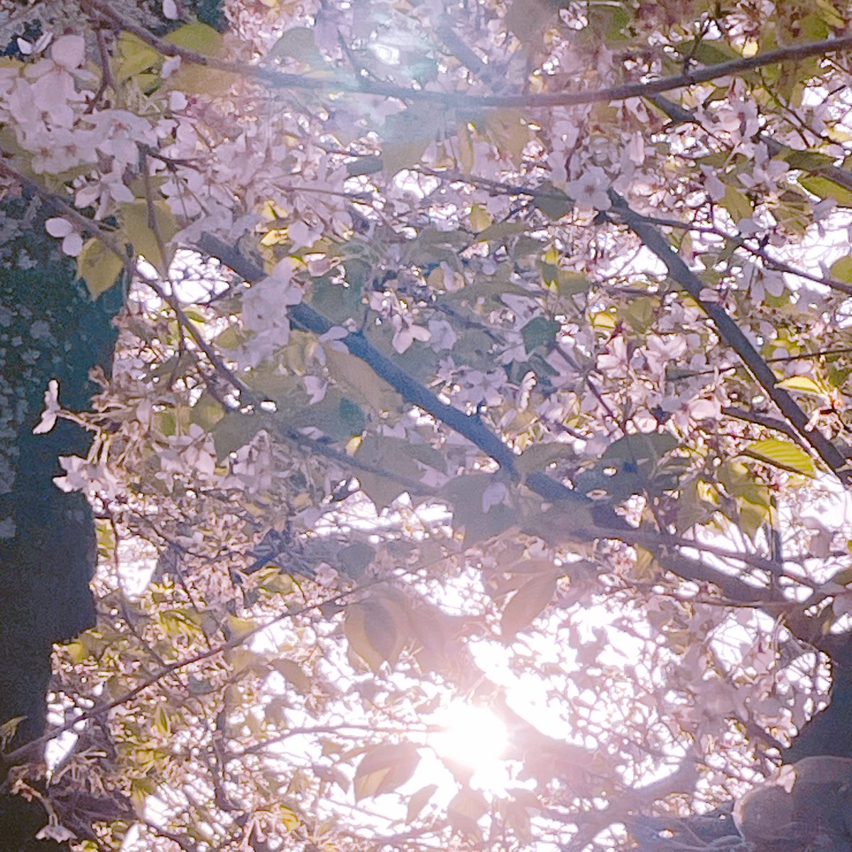 83Ris_k's tweet photo. 桜🌸だいぶ散っちゃったね。

ちょっと寂しい。 https://t.co/ul95VeAngi