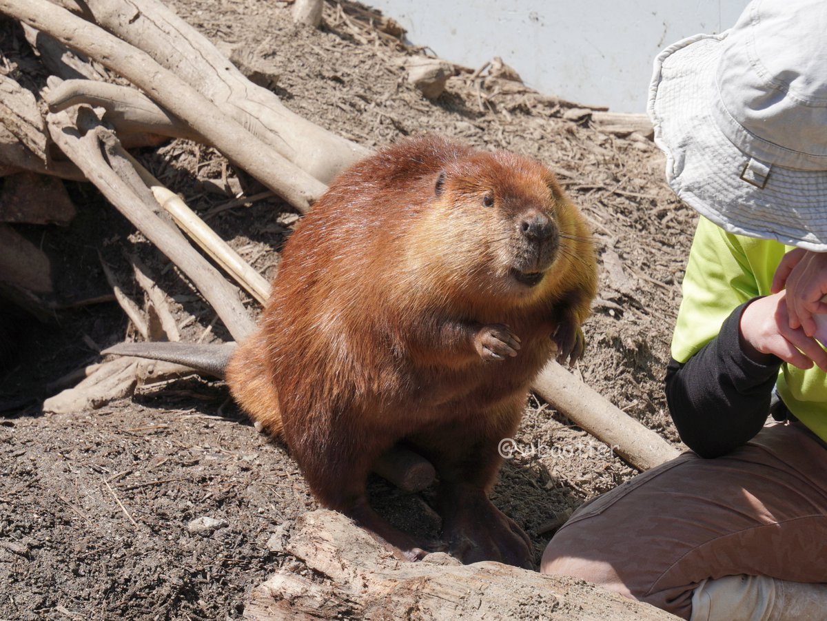 びからった tweet media