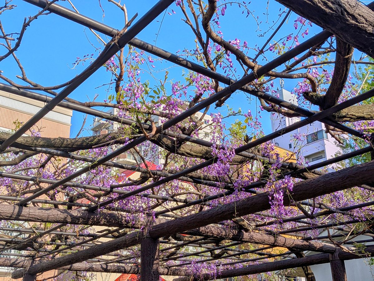 のこ@ロルカナ🧜♀️🫧🤍 tweet media