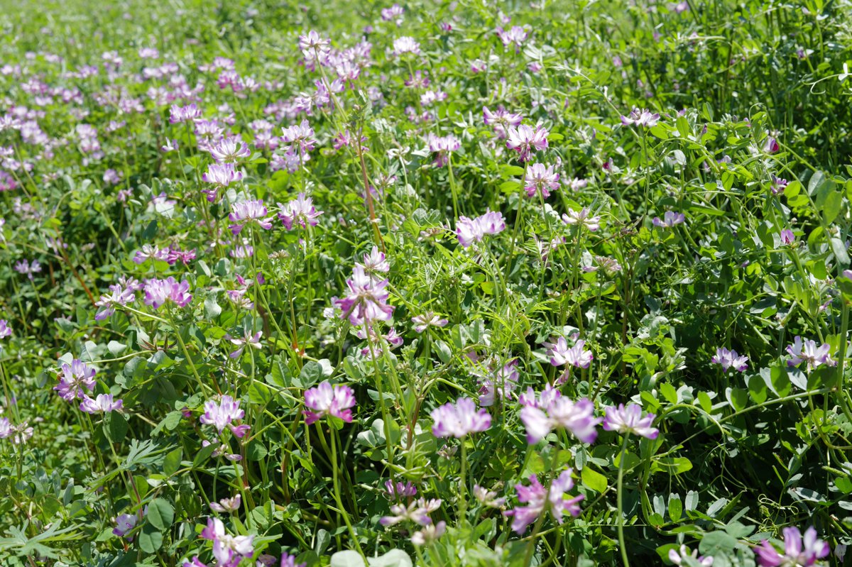 ふじり tweet media