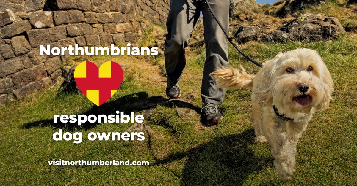 N_landCouncil's tweet photo. 🐶 Meet Lola – showing us how it’s done with @NorthumberNP Ranger Johnny.
Quick reminders:
✅ Dogs on leads near livestock
✅ Pick up poo
✅ Take it home if no bin
✅ Stay in control
Let’s love where we live 💚
#RespectProtectEnjoy #LoveItLikeItsYours #LILIY25 https://t.co/VQdWoDmDKA