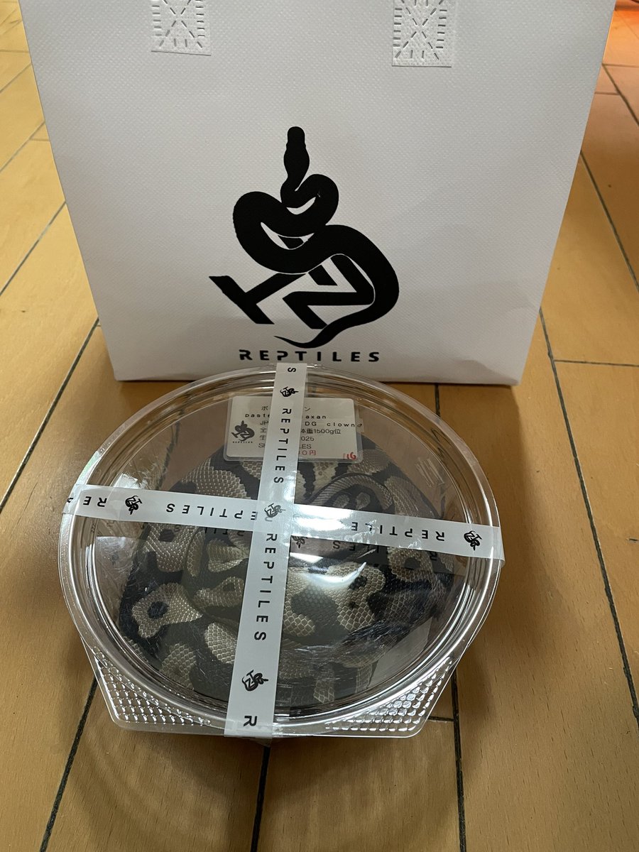 本日、コウレプに行って来ました。
<a href="/SHN_reptiles/">SHN REPTILES 3.0💮</a> さんで探し求めていた、ボールパイソン(VPIAxan DH DGClown)に出会えて最高でした。
スタッフさんも丁寧に説明をして頂きありがとうございました。