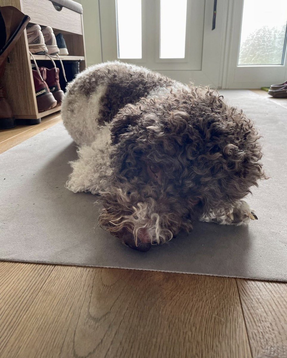 Kalle Schlecksbert tweet media