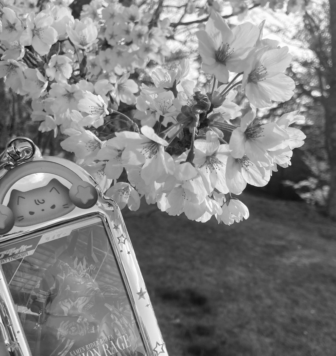 道長、桜だよ
桜、道長だよ
