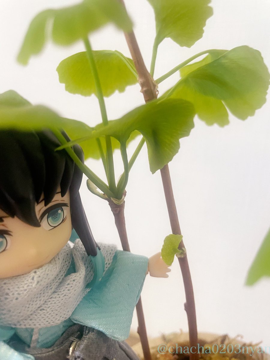 ちゃちゃみ(TL追えません🙏お返事🐢です🙇♀️) tweet media