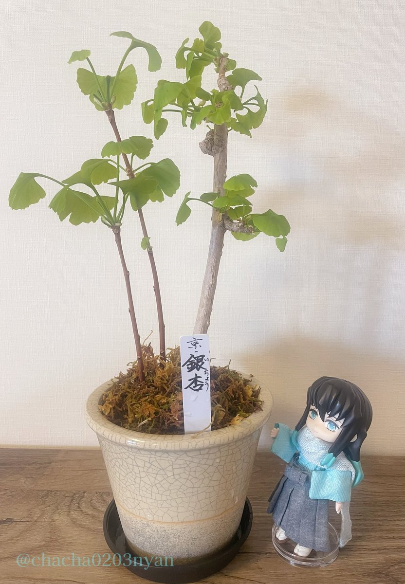 ちゃちゃみ(TL追えません🙏お返事🐢です🙇♀️) tweet media