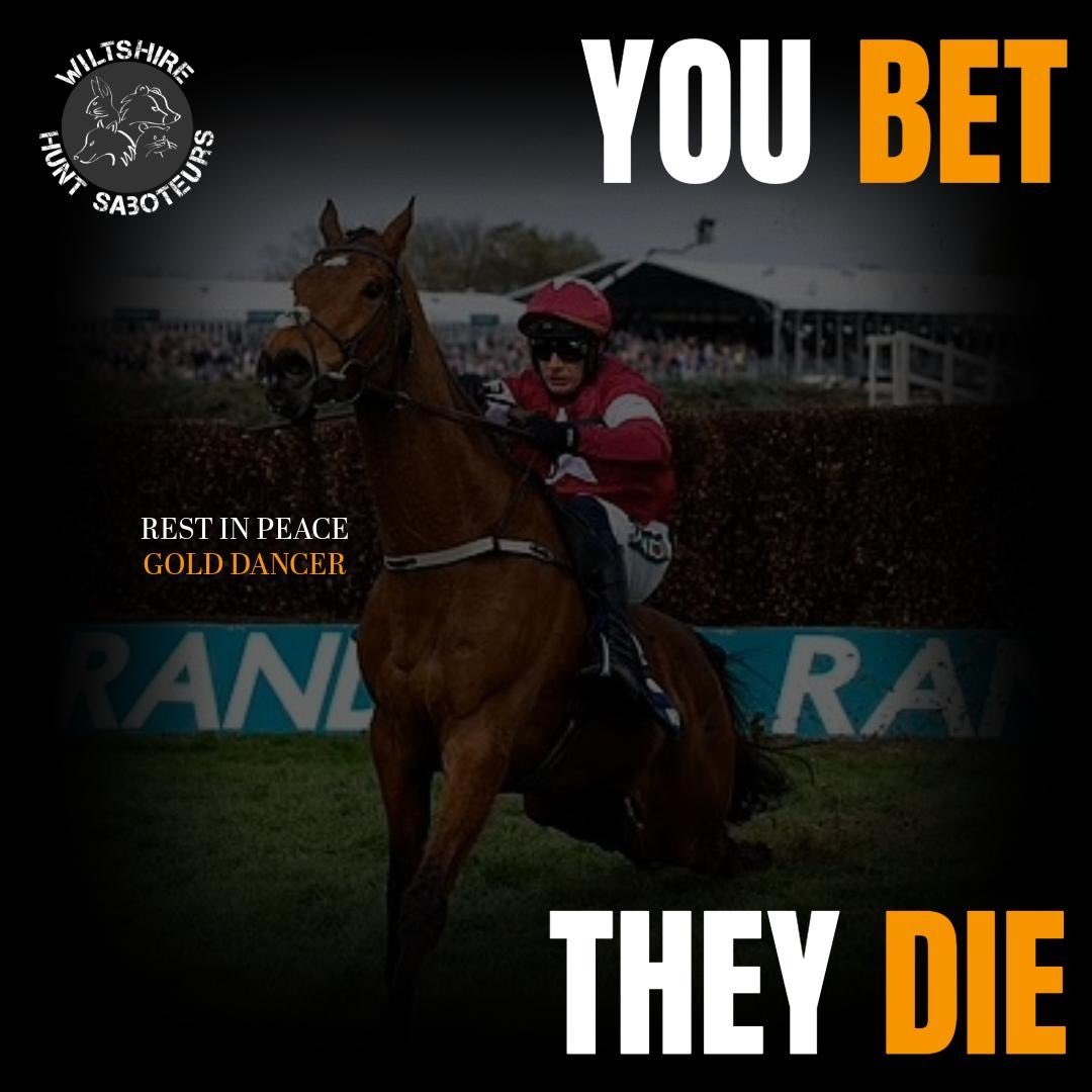 WiltsHuntSabs's tweet photo. Pictures of Gold Dancer show he had his mouth strapped shut and his tongue tied to his lower jaw. He was being whipped and was pushed to keep racing after hitting a fence really hard (which probably fractured a vertebrae and the continued riding caused complete spinal collapse) https://t.co/kN90fxXmnU