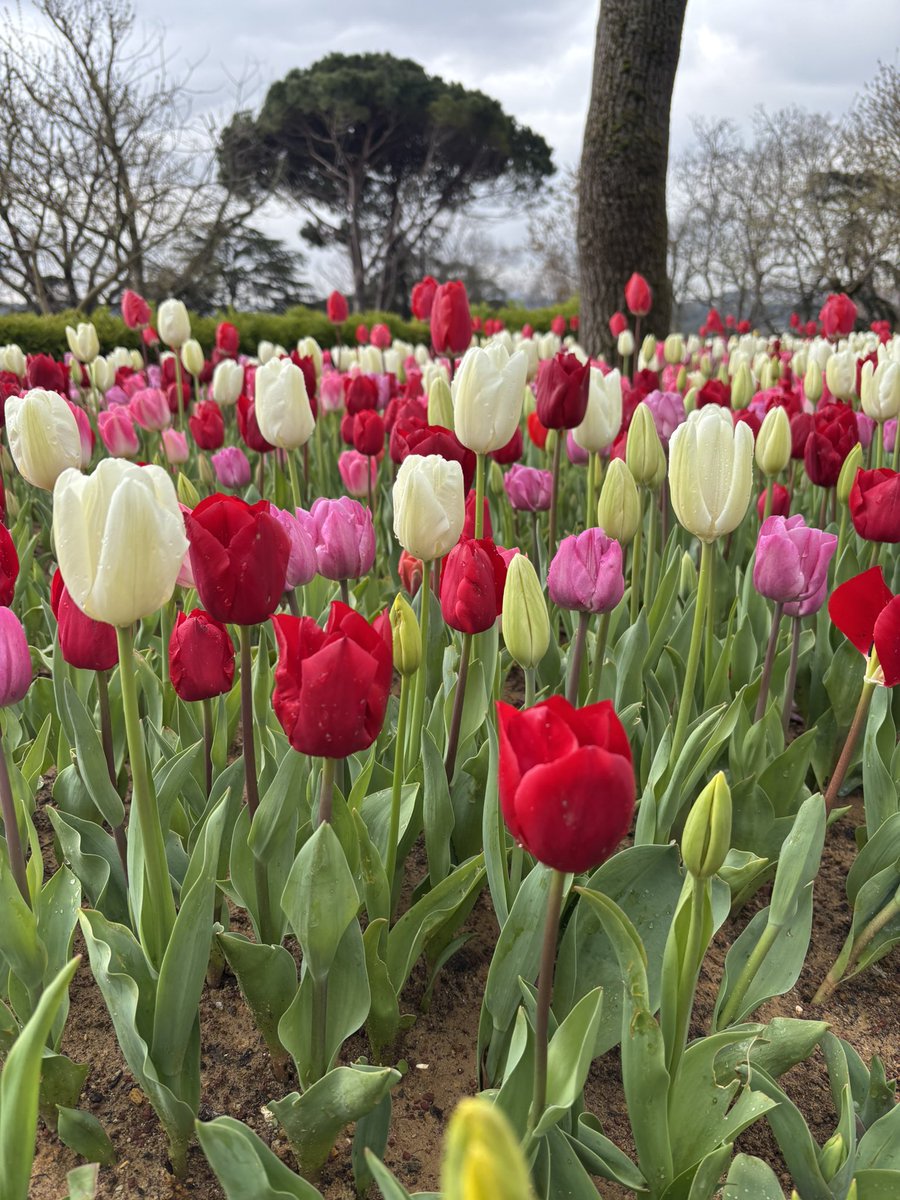 manarr_gamall's tweet photo. Tulip fever 🌷 https://t.co/mkl72yDx2C