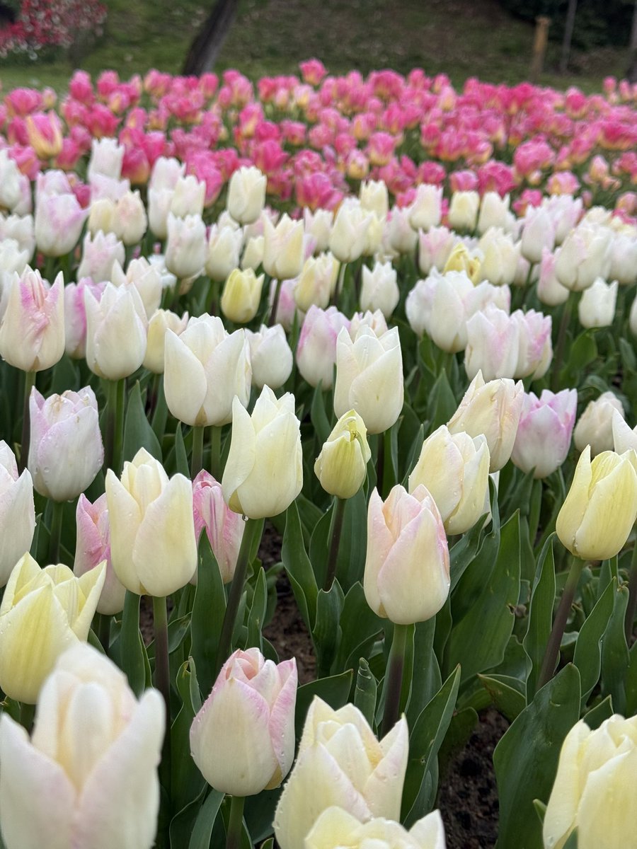 manarr_gamall's tweet photo. Tulip fever 🌷 https://t.co/mkl72yDx2C