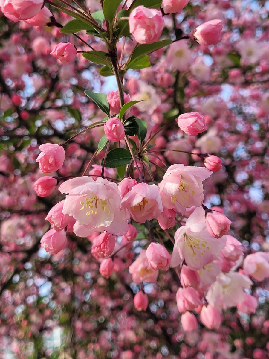 베로니카 tweet media