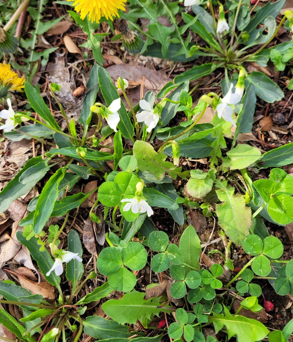 베로니카 tweet media