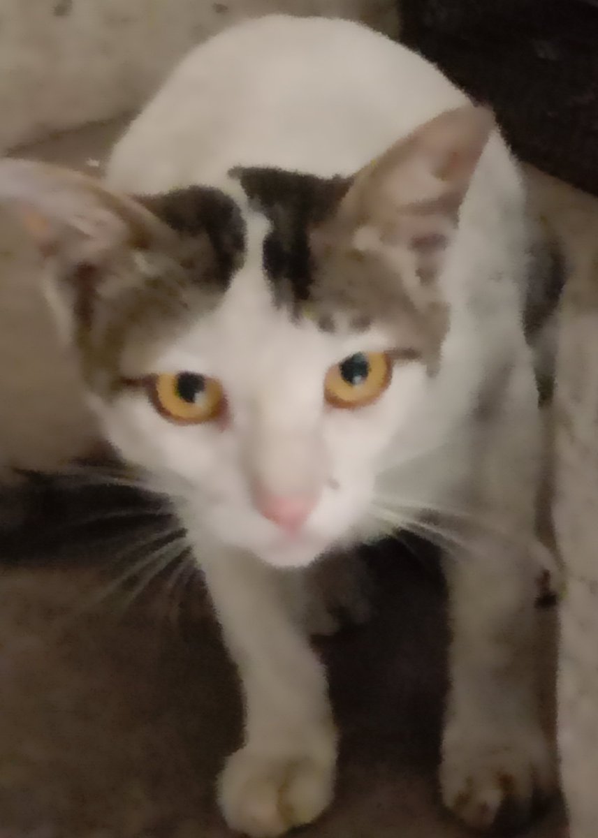 P.preety tweet media