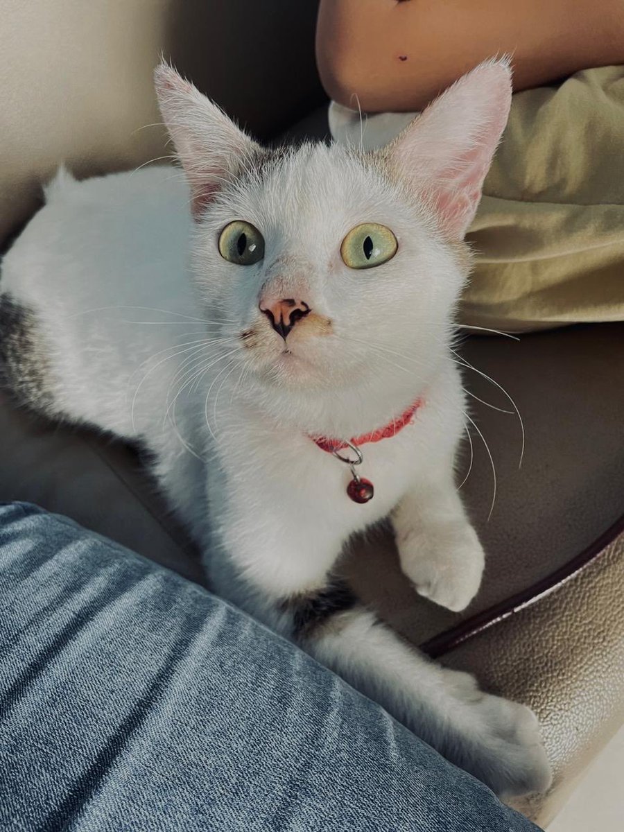 miaww akuuu